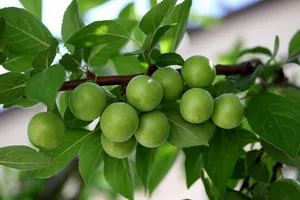 위염에-좋은-음식