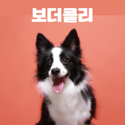 보더콜리 사진
