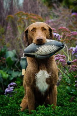 체서피크 베이 레트리버 사진