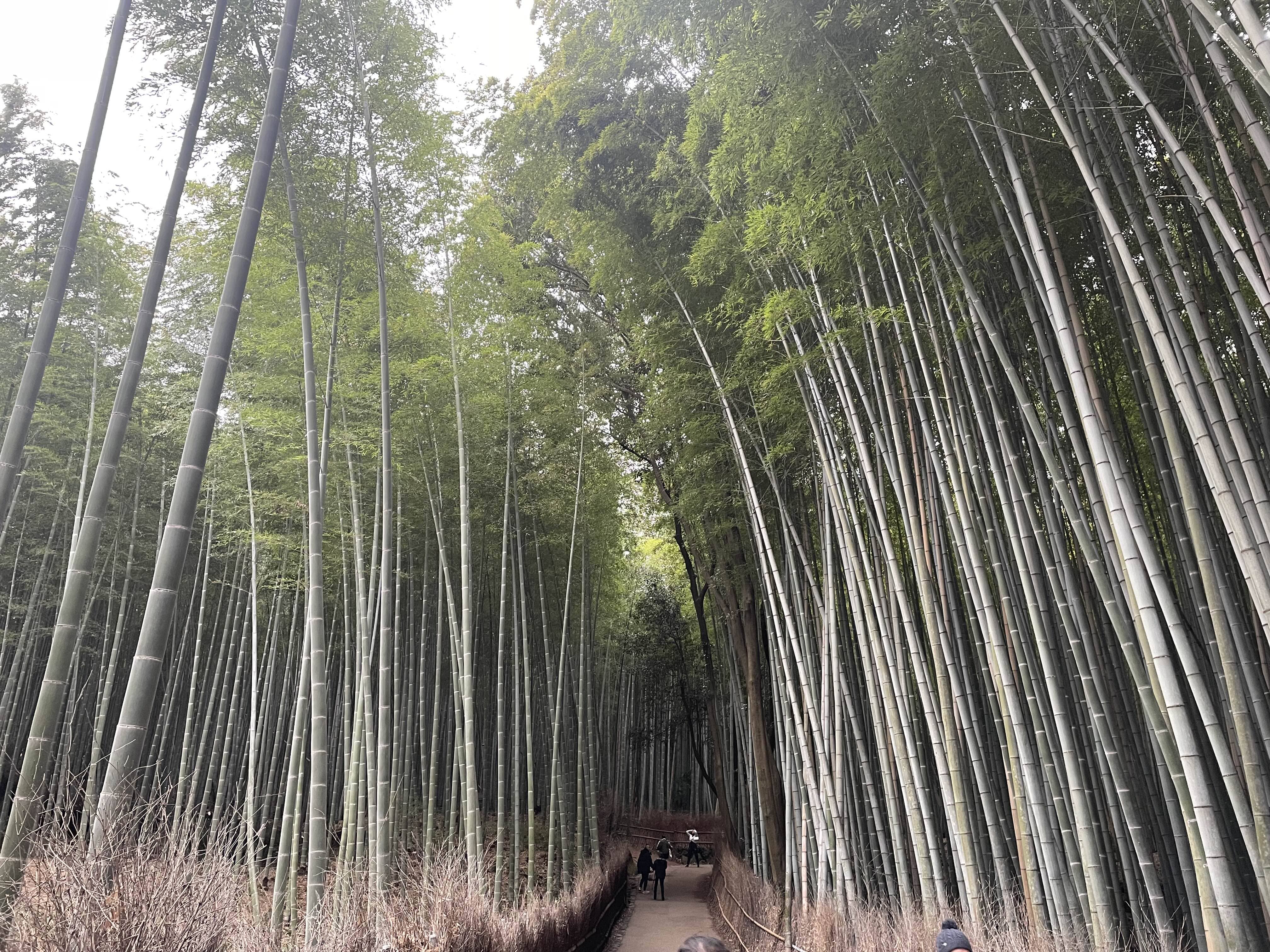 교토역 2박 3일 아라시야마 치쿠린 대나무숲