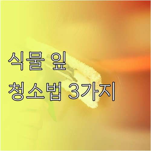 먼지 낀 식물 잎, 깨끗하게 관리하는..