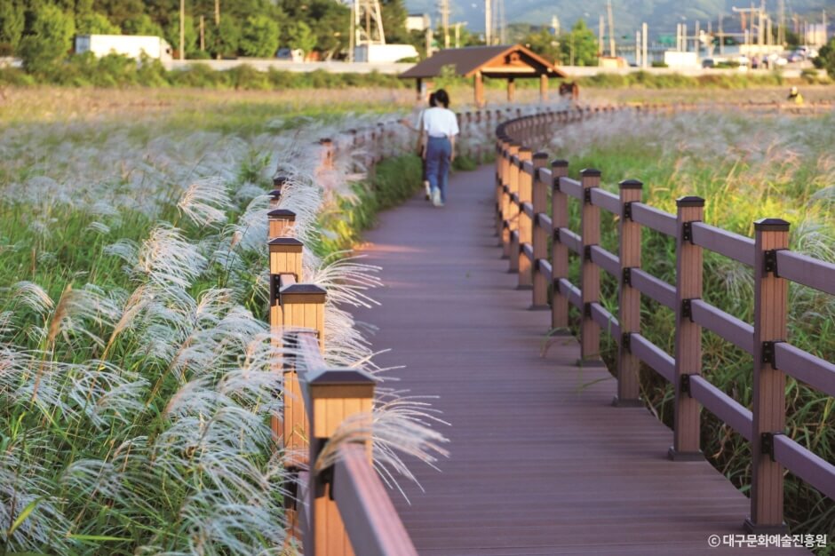 대구 가볼만한 단풍 여행은 어디일까? 대구 단풍 여행 총정리!