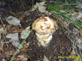 송이버섯 채취시기가격 정보를 확인_16