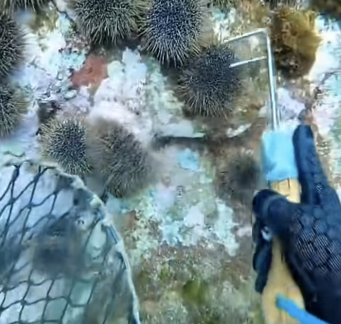 성게와 해녀 그리고 공생 물고기 4