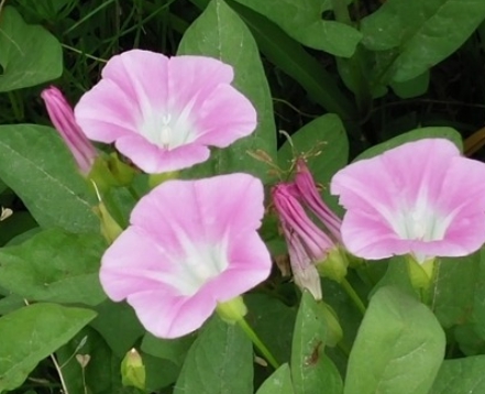한국의 떡 종류 메싹떡-메싹꽃