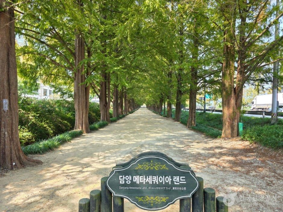 담양 메타세쿼이아랜드 입구 표지와 가로수길