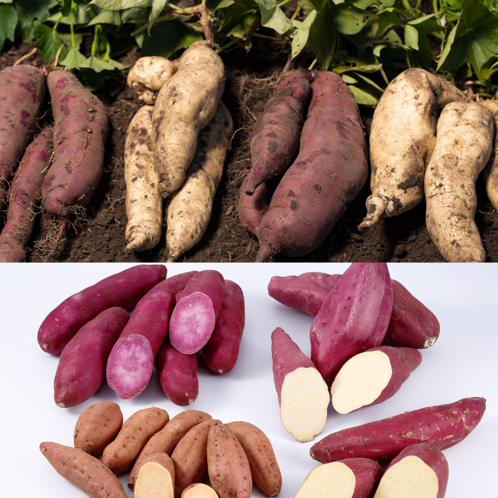 자색고구마와 황색고구마의 차이점