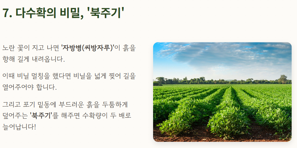 땅콩 심는시기