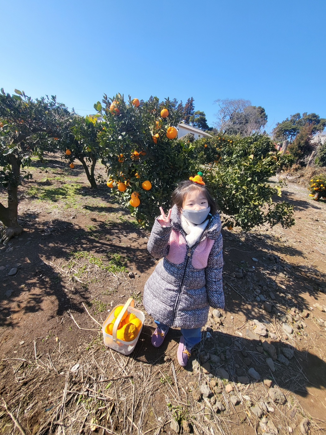제주도 한라봉 체험&amp;#44; 감귤 체험