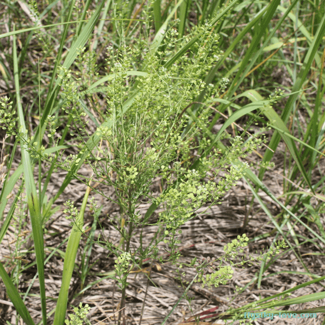 기관지 질환에 효과적인 다닥냉이 정력자