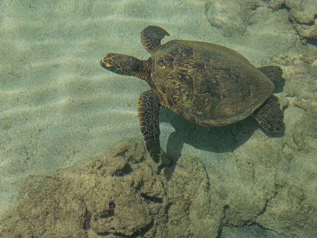 샥스코브 거북이
