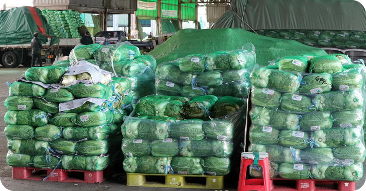 도매시장에서 판매 중인 배추 [사진=뉴스1]