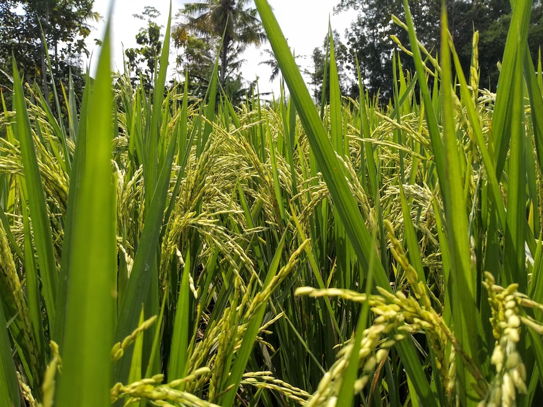Rice.