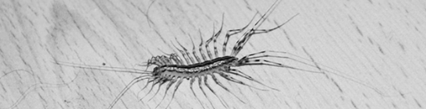 돈벌레 먹이 = 바퀴벌레