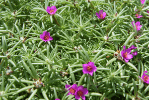 로즈마리효능14