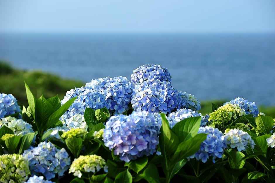 성산일출봉 수국