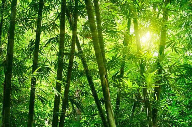 한국의 자연 속 전통 체험: 우리가 몰랐던 문화 이야기