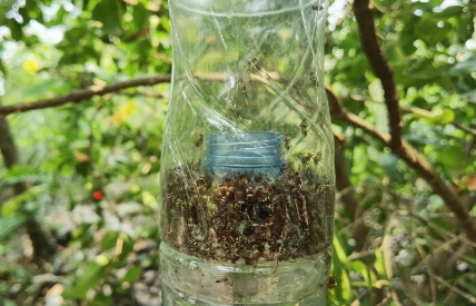 러브버그 출몰 대처방법