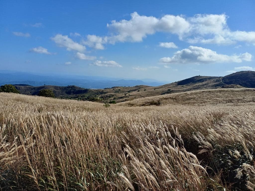 [경남 합천] 지역 가을 축제❘황매산 억새 축제❘기간, 일정, 실시간 개화 현황