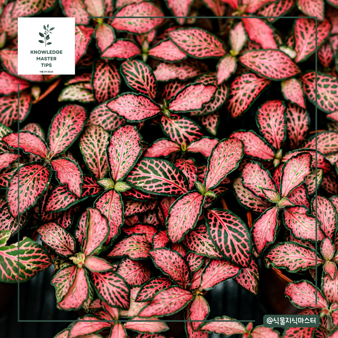 피토니아: 그물 모양의 무늬가 있는 식물