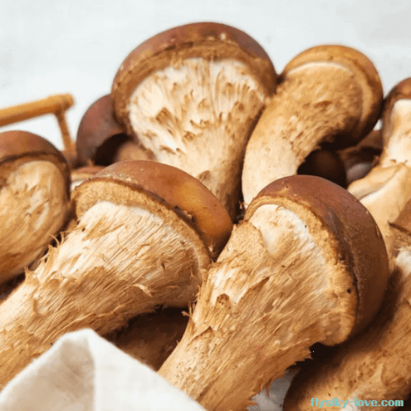 쫄깃한 식감의 참송이버섯