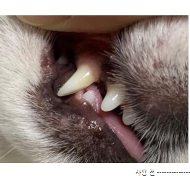 강아지 입냄새&amp;#44; 왜 생기고 어떻게 없앨까? 5가지 관리 팁