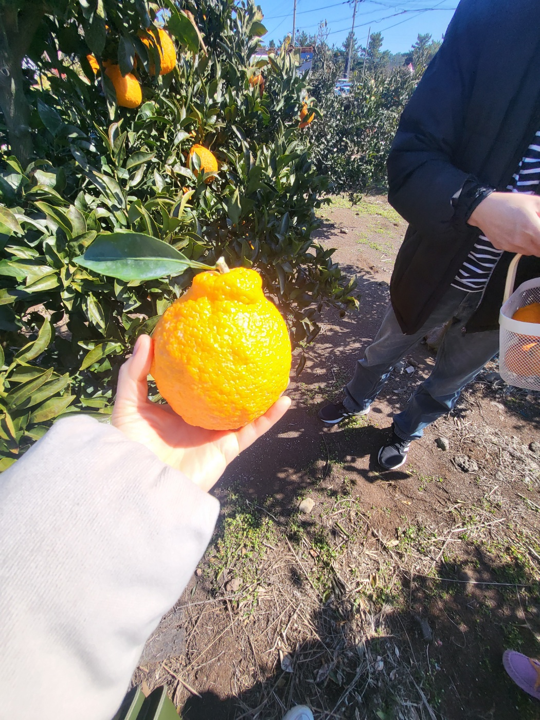 제주도 한라봉 체험, 감귤 체험