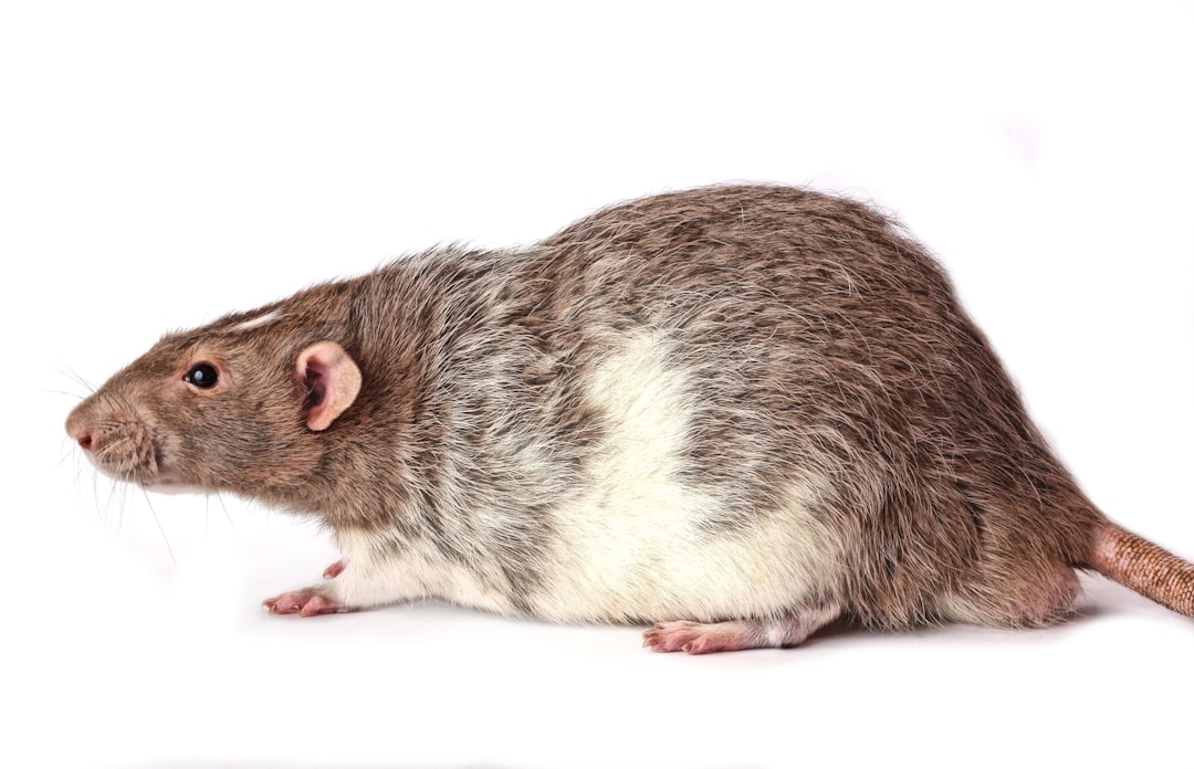 Rat