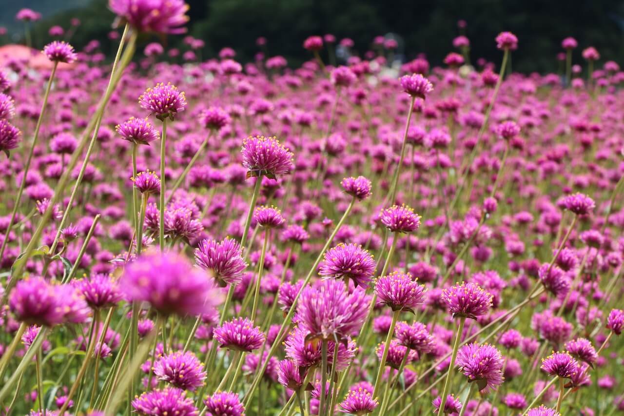 양주시 천일홍 축제 천만송이 일정 입장료 주차장 프로그램