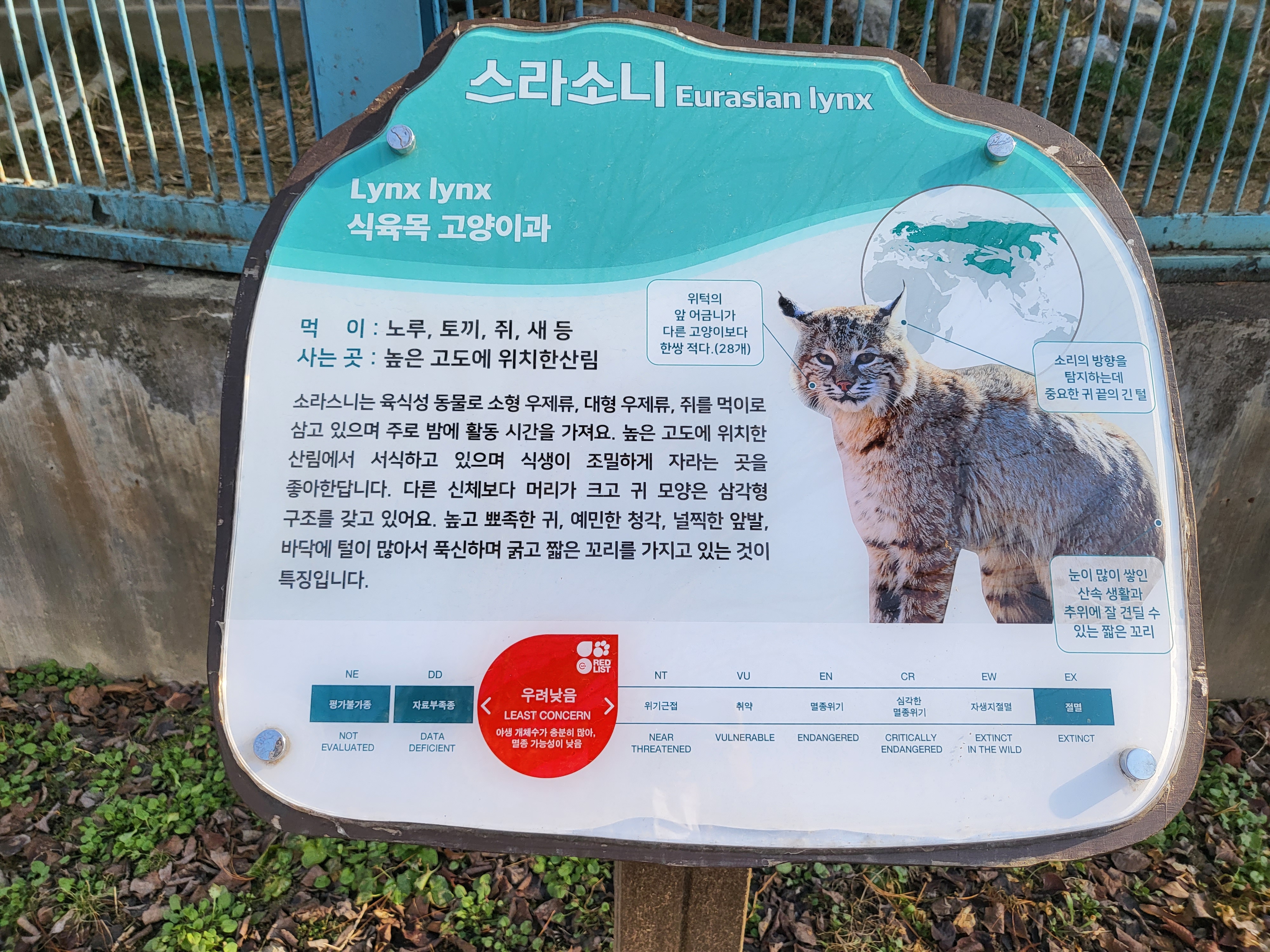 청주 동물원 - 스라소니 안내판