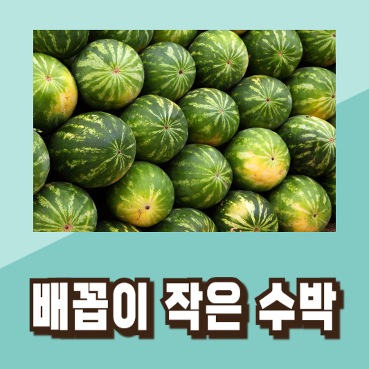 맛있는 수박 고르기 꿀팁
