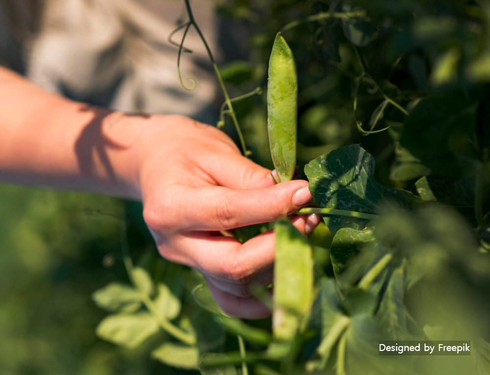 완두콩 심는 시기