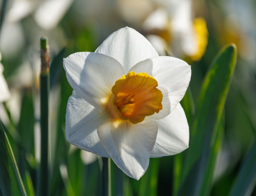 Bright and detailed close-up of a daffodil flower with white petals and a yellow trumpet, signifying spring.