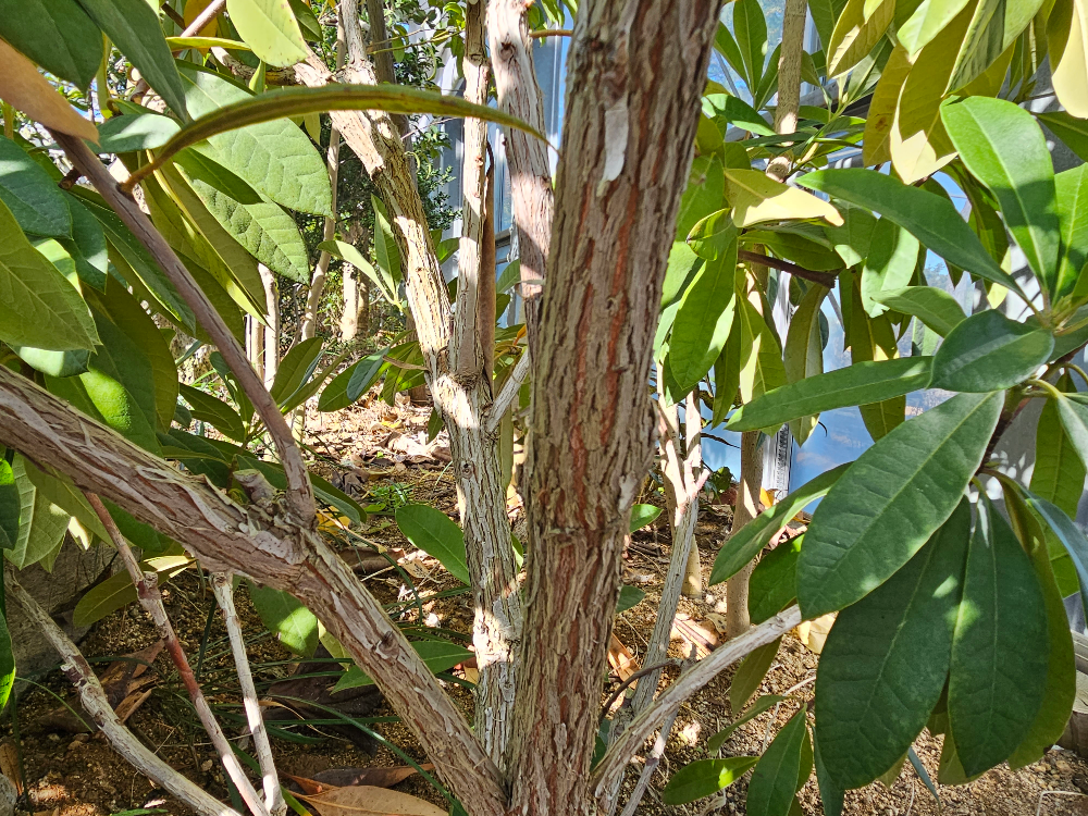 굴거리나무 줄기