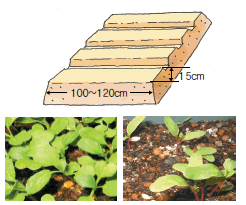 근대 모종 심는 시기, 재배 방법, 키우기, 물주기, 비료 주기, 수확시기