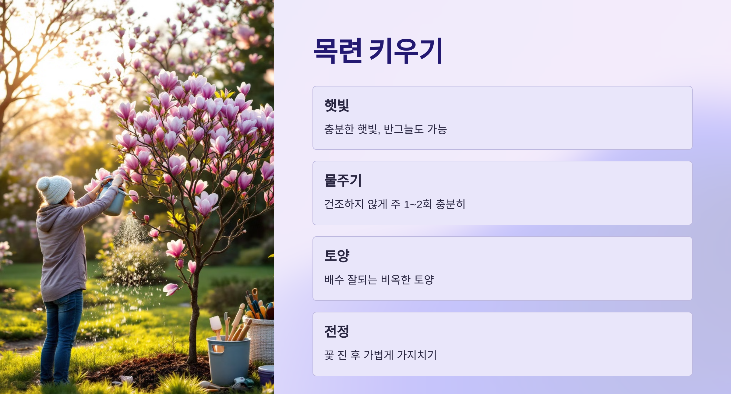 목련 사진