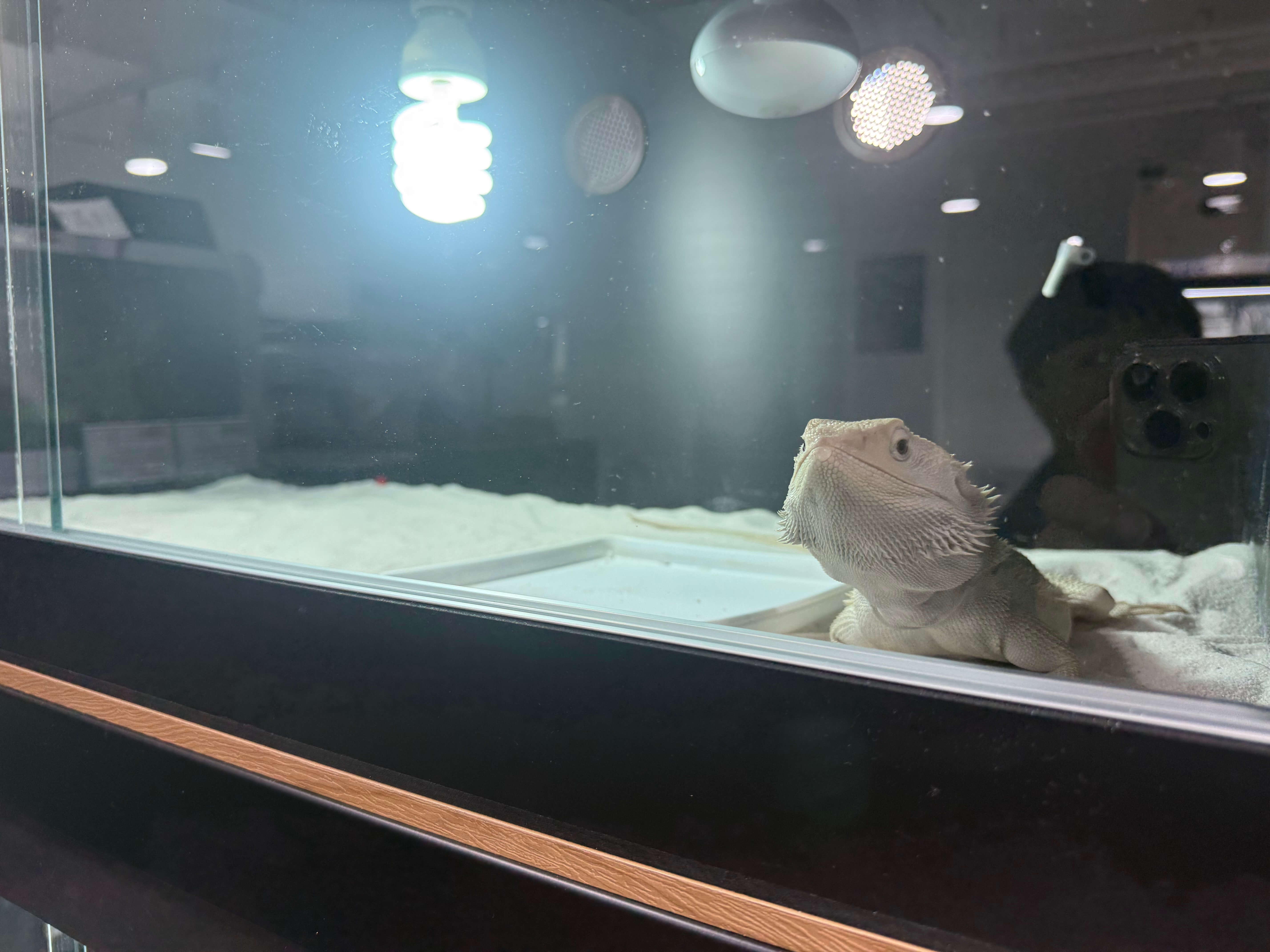 비어디드래곤 사육장