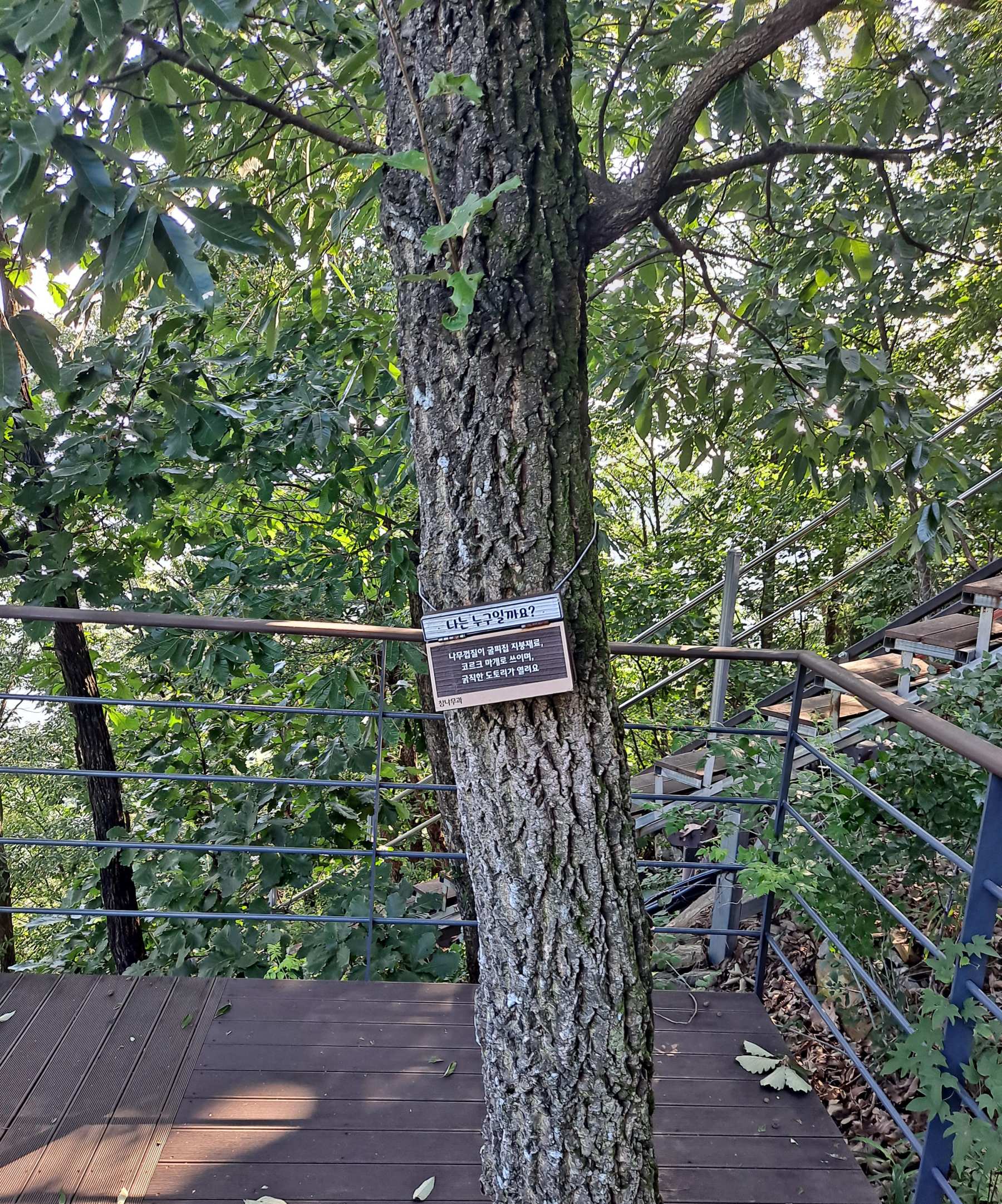 나무 한 그루의 질문