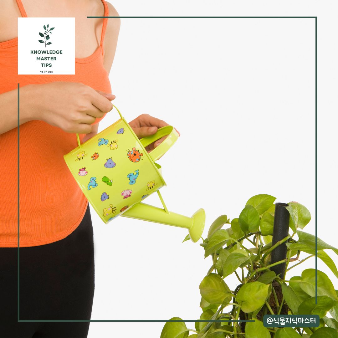 스킨답서스 물은 얼마나 자주?