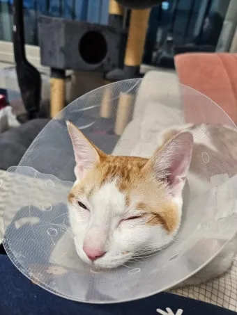 고양이 중성화 비용 수술시기 관리_11