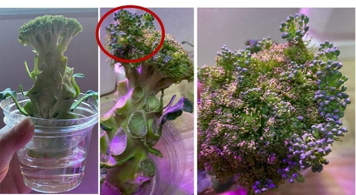 브로콜리몰꽂이