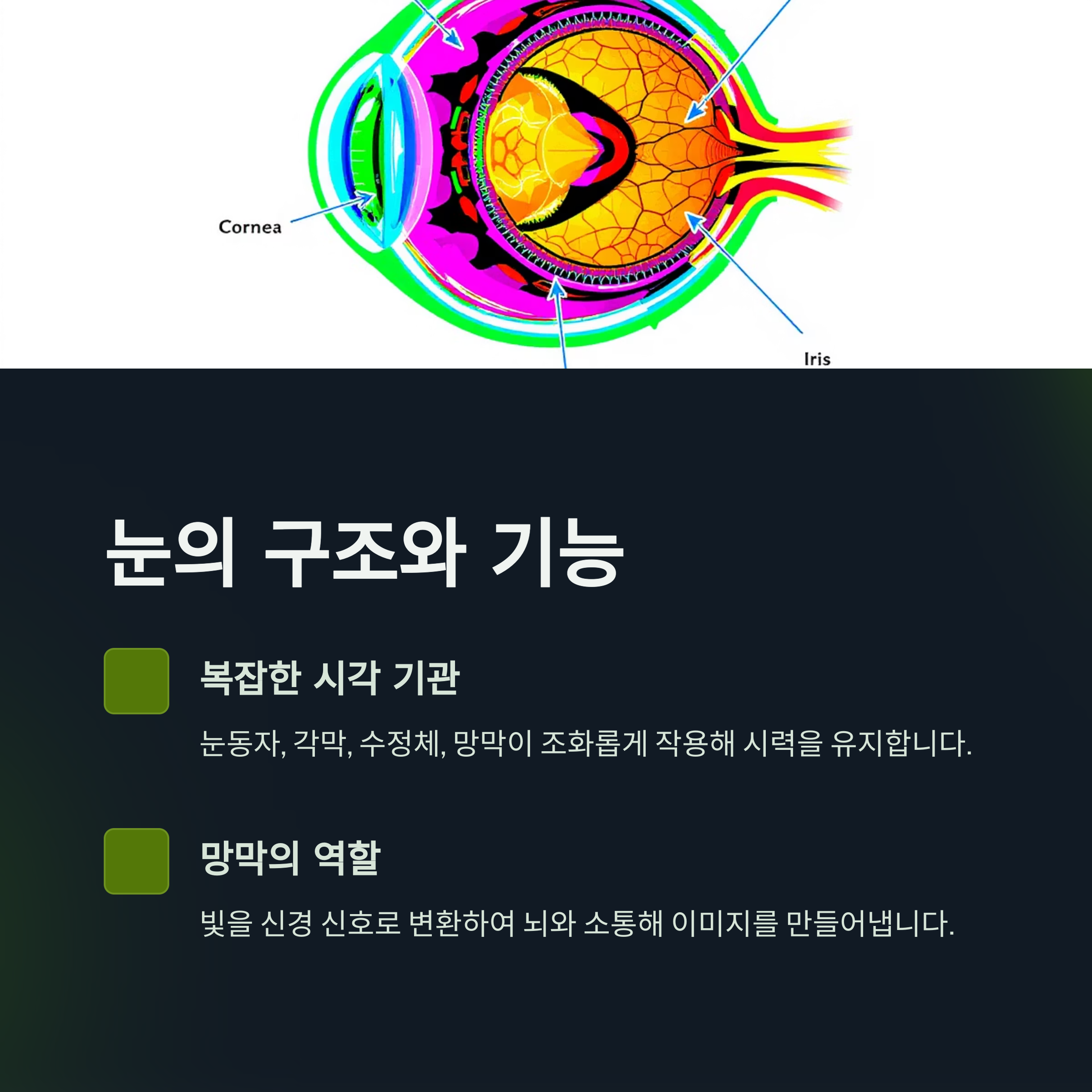 눈의 구조와 기능 이해하기 관련 사진