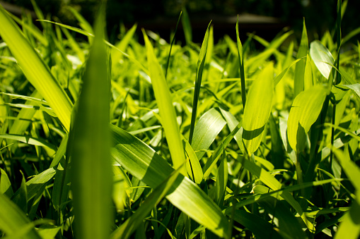 비타민 D 부족증상