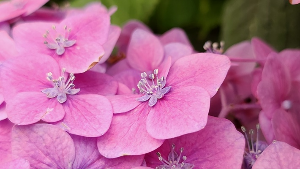 용인 자작나무숲 수국축제