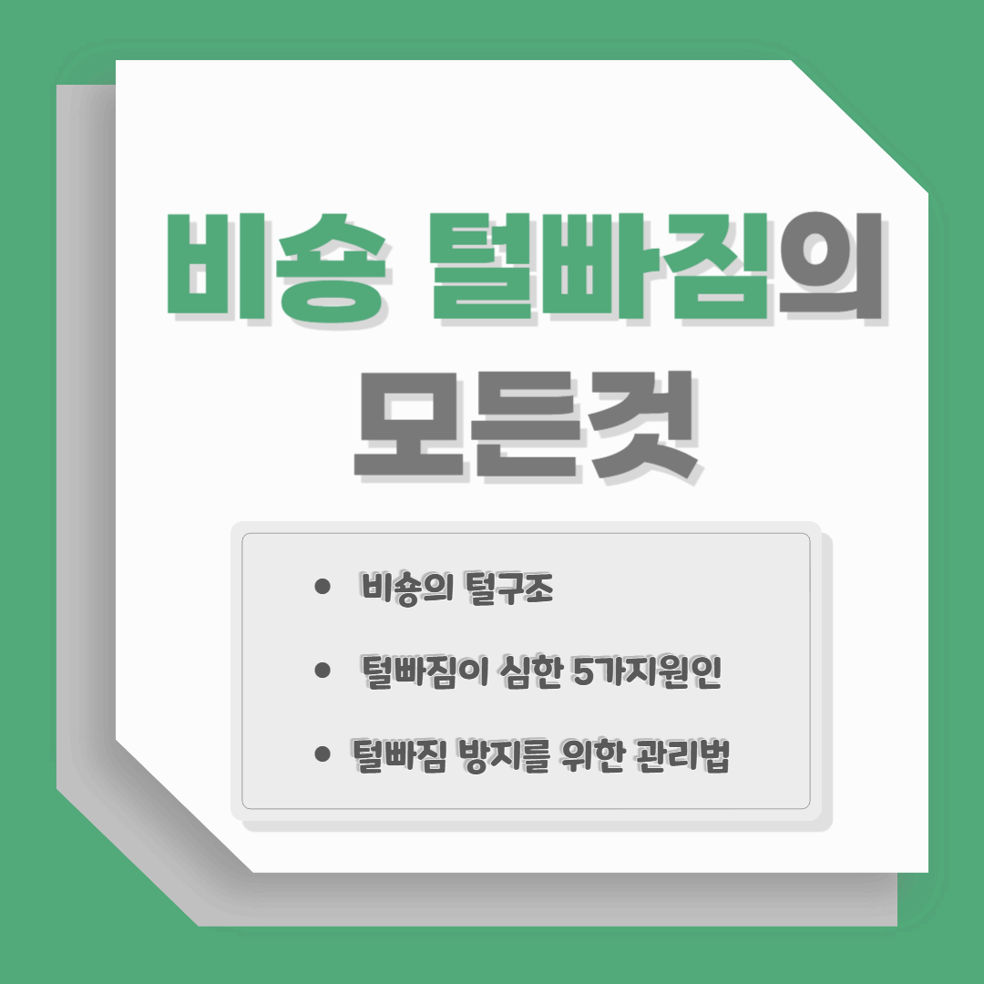비숑 털 빠짐의 모든 것