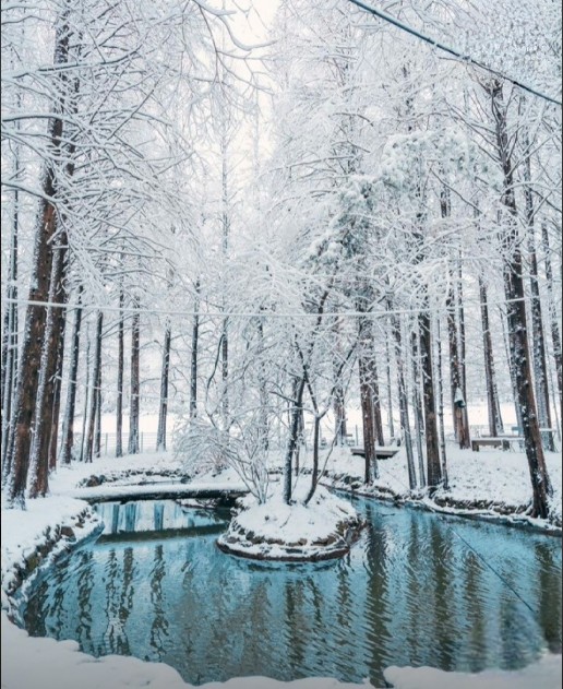 강화 메타포레스트