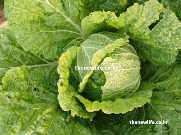 밭에서 자라는 싱싱한 녹색 배추의 실물 사진. 체내 흡수율이 좋은 칼슘을 함유하여 뼈를 튼튼하게 하는 자연 식재료 모습