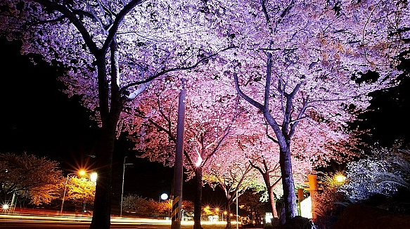 서울 여의도 윤중로