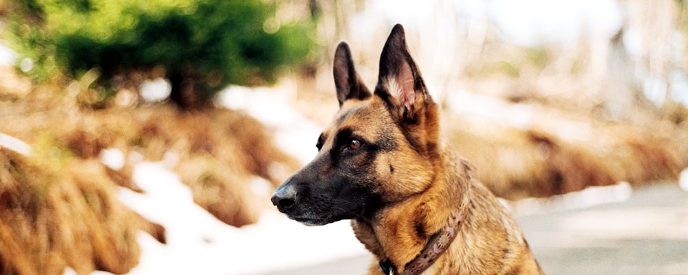 강아지 우울증 증상 6