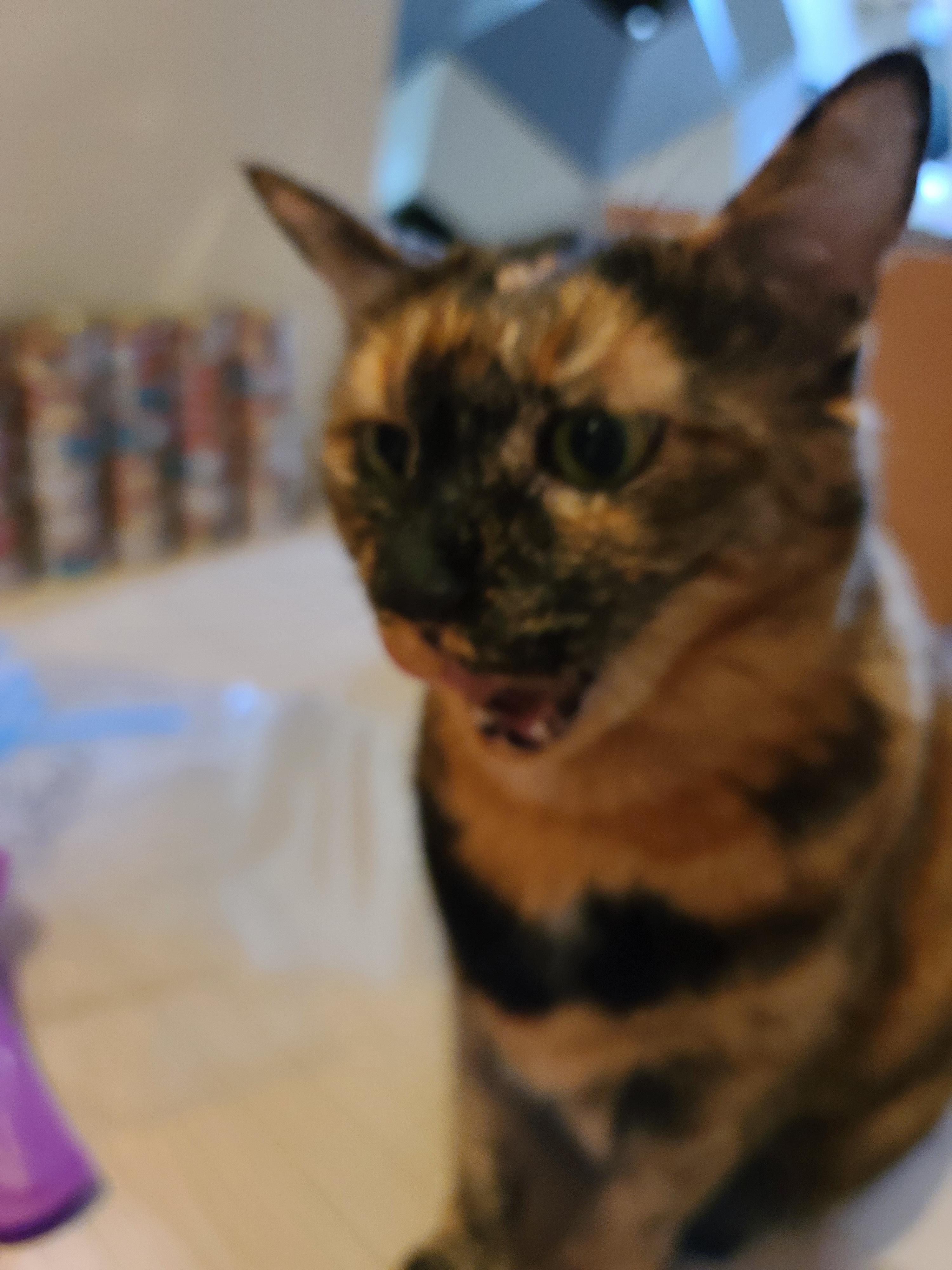 '기다려' 하는 먹보 고양이. 카오스 소심냥 사랑이.